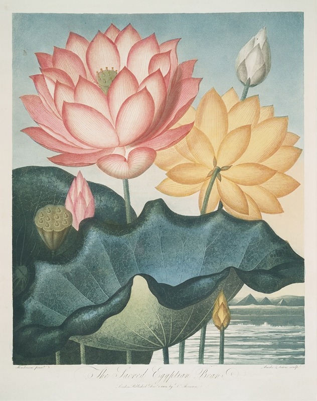 The Sacred Egyptian Bean by Robert John Thornton, 1799–1807 — digital art print download