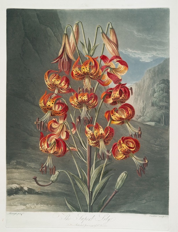 The Superb Lily by Robert John Thornton, 1799–1807 — digital art print download