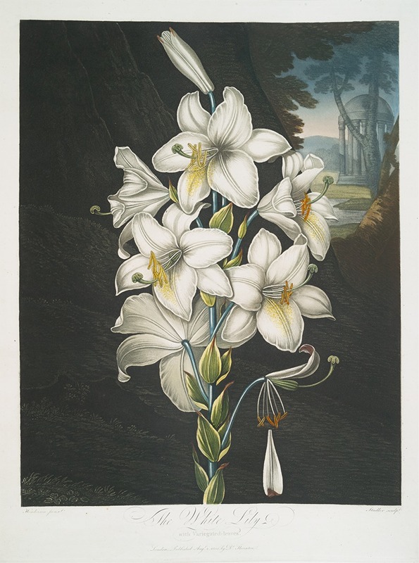 The White Lily, With Varigated-Leaves. by Robert John Thornton, 1799–1807 — digital art print download