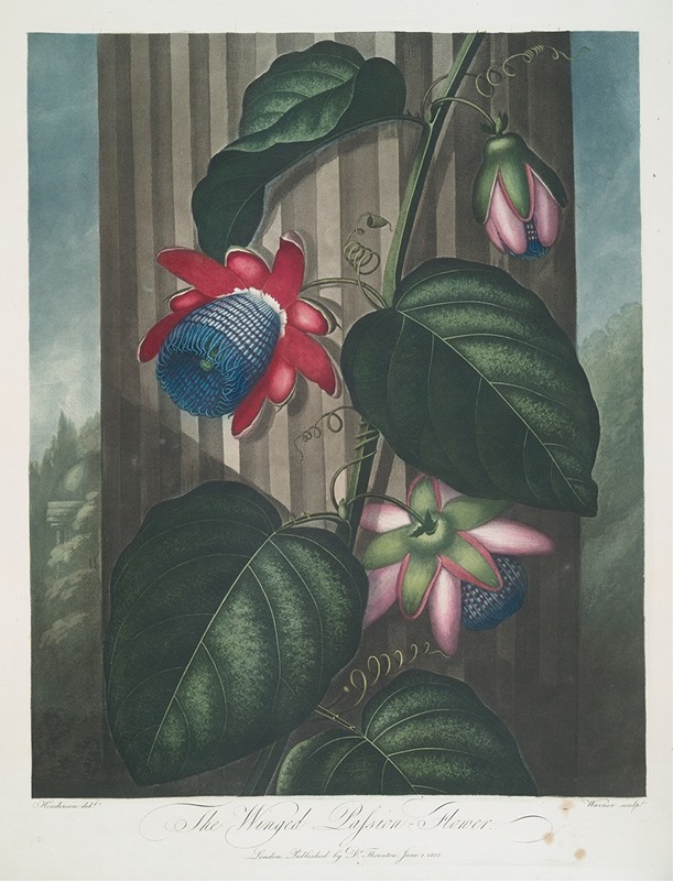 The Winged Passion-Flower. by Robert John Thornton, 1799–1807 — digital art print download