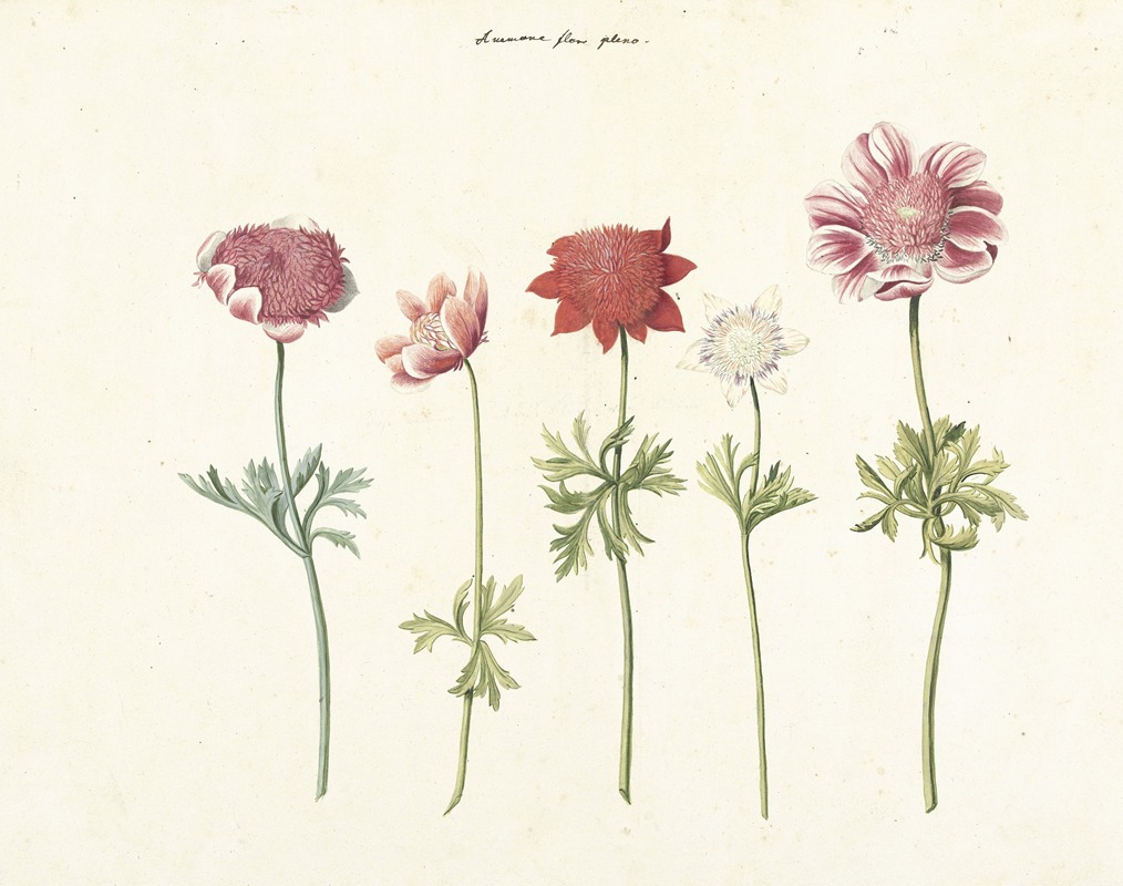Vijf studies van anemonen by Аноним, 1760 — digital art print download