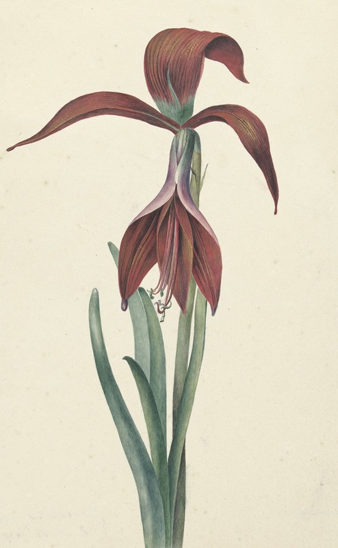 Amaryllis Formosissima by C.J. Kruimel — digital art print download