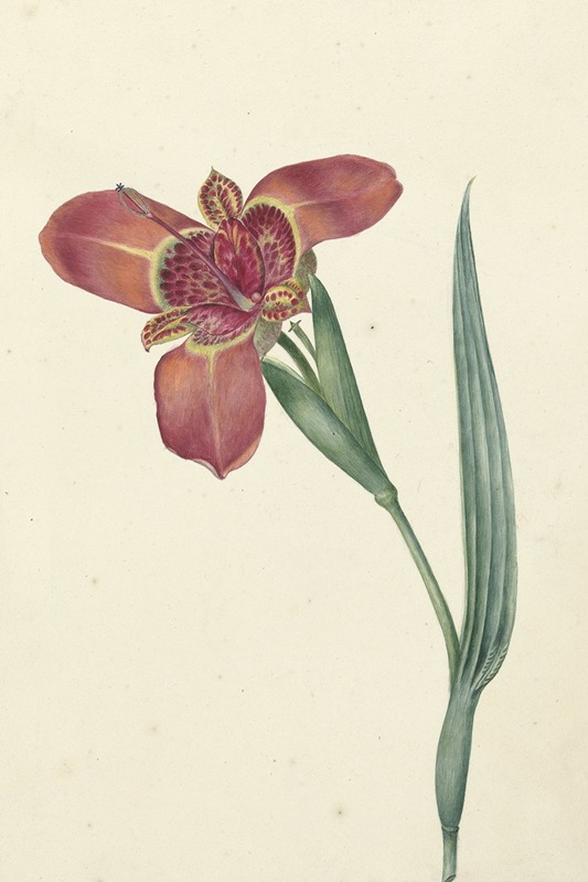 Bloem met de naam Ferraria Tigrina — C.J. Kruimel