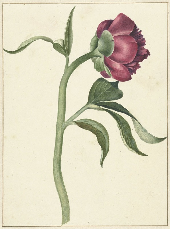 Bloem van de pioenroos by C.J. Kruimel, 1700 — digital art print download