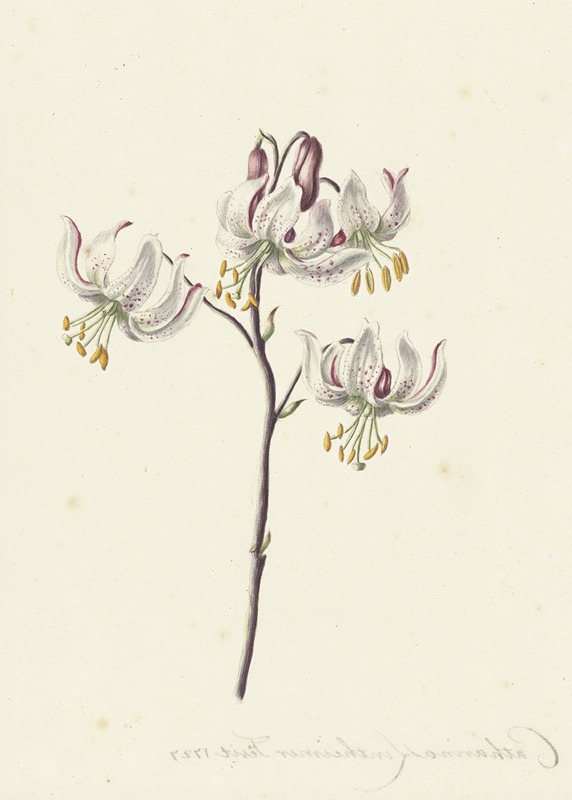Takje met vier witte lelies — Catharina Lintheimer