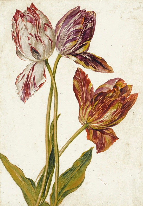 Tulips by Голландская школа — digital art print download