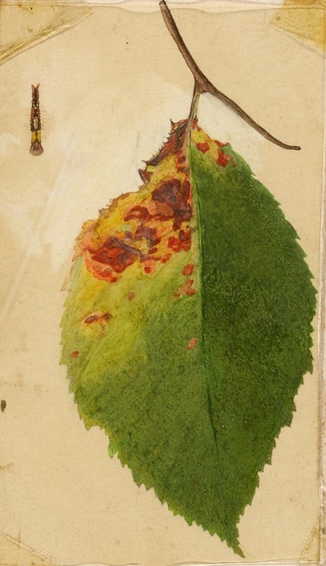 Crumpled and Withered Leaf Edge Mimicking Caterpillar by Emma Beach Thayer — digital art print download