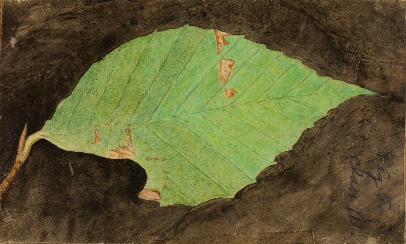 Smaller Spotted Beach Leaf Edge Caterpillar by Emma Beach Thayer — digital art print download