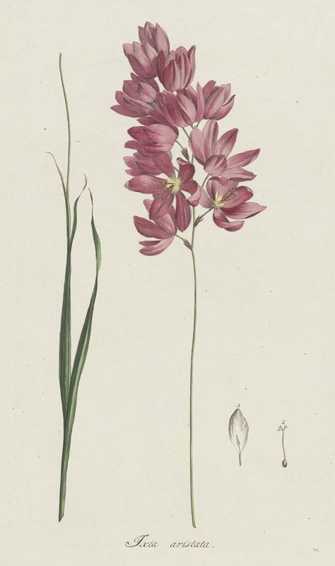 Ixia patens Aiton by Hendrik Schwegman, 1793 — digital art print download