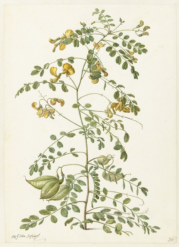 Blazenstruik (Colutea arborescens) by Херман Сафлевен, 1682 — digital art print download