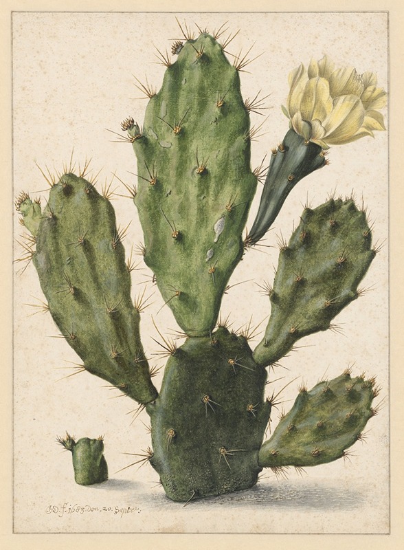 Bloeiende vijgcactus by Херман Сафлевен, 1683 — digital art print download