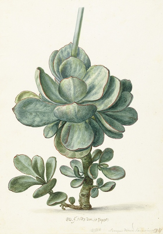 Vetplant (Cotyledon orbiculata) — Херман Сафлевен