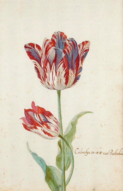 Two Red And White Tulips by Якоб Маррел — digital art print download