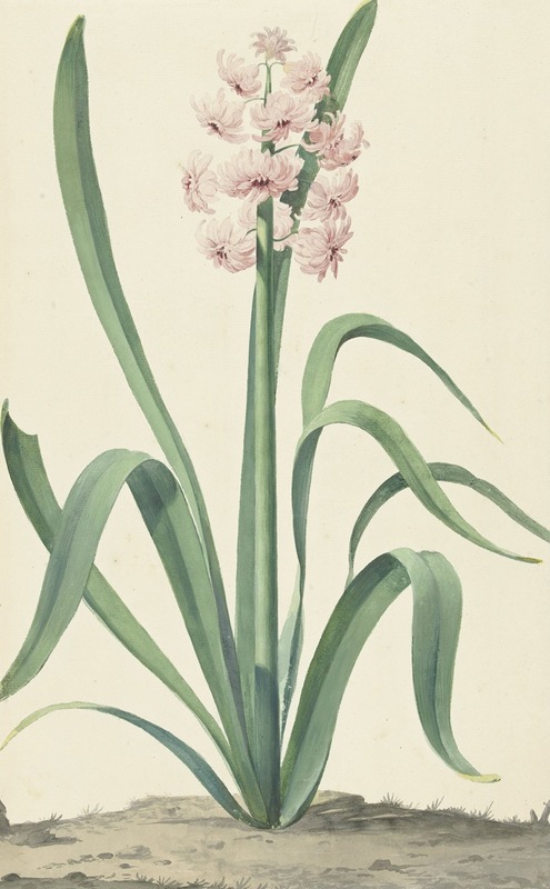 De roze hyacint Rex Rubrorum by Jan Augustini, 1762 — digital art print download