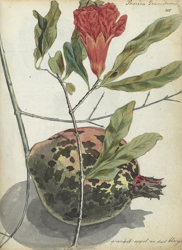 Granaatappel en bloesem by Ян Брандес — digital art print download