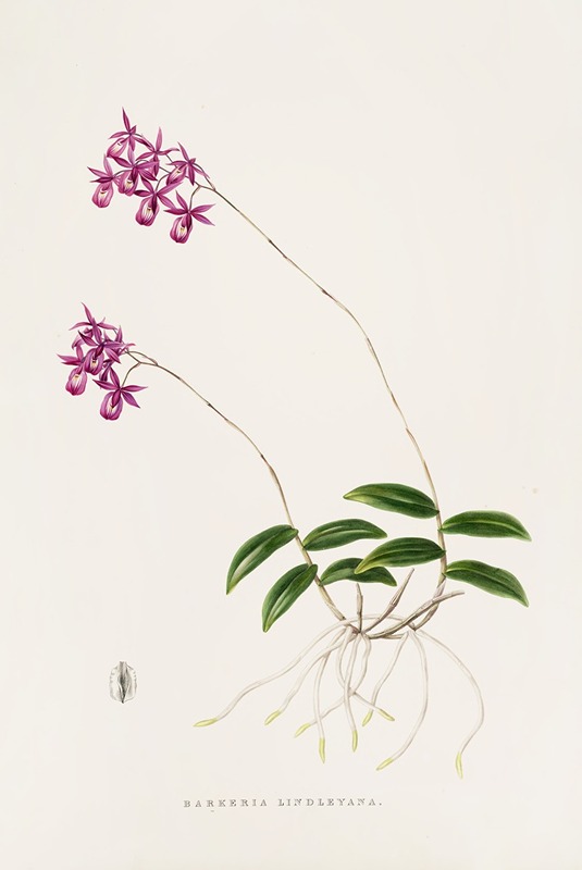 Barkeria Lindleyana by James Bateman, 1837-1843 — digital art print download