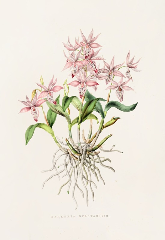 Barkeria Spectabilis by James Bateman, 1837-1843 — digital art print download
