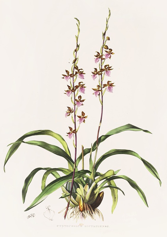Cyrtochilum Bictoniense by James Bateman, 1837-1843 — digital art print download