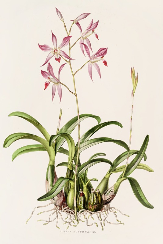 Laelia Autumnalis by James Bateman, 1837-1843 — digital art print download