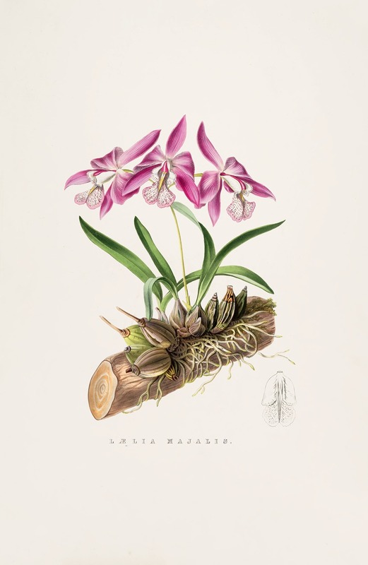 Laelia Majalis by James Bateman, 1837-1843 — digital art print download