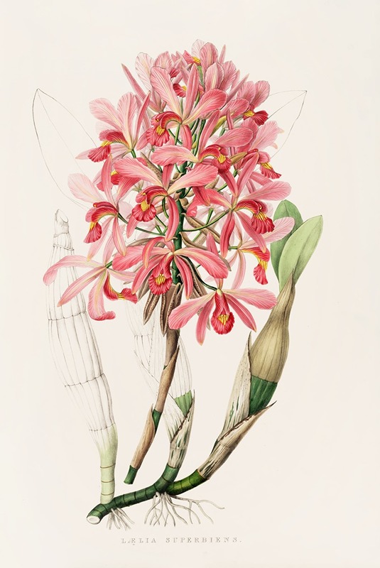 Laelia Superbiens by James Bateman, 1837-1843 — digital art print download