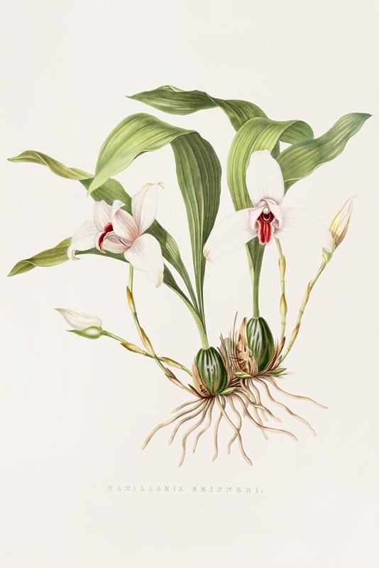 Maxillaria Skinneri by James Bateman, 1837-1843 — digital art print download