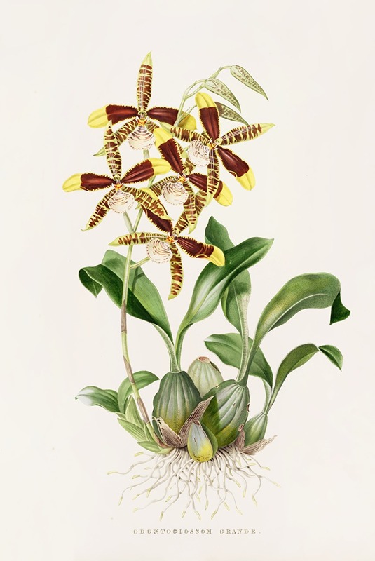 Odontoglossum Grande by James Bateman, 1837-1843 — digital art print download