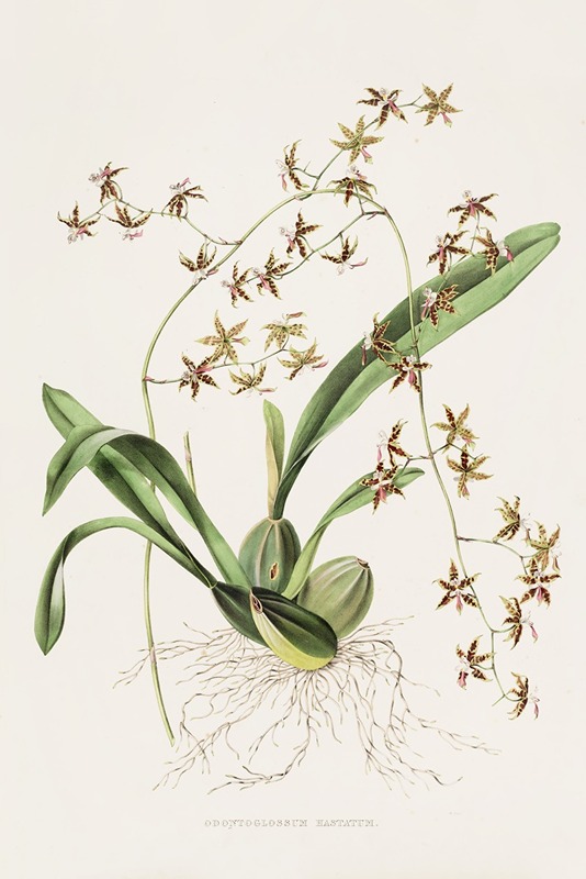 Odontoglossum Hastatum by James Bateman, 1837-1843 — digital art print download