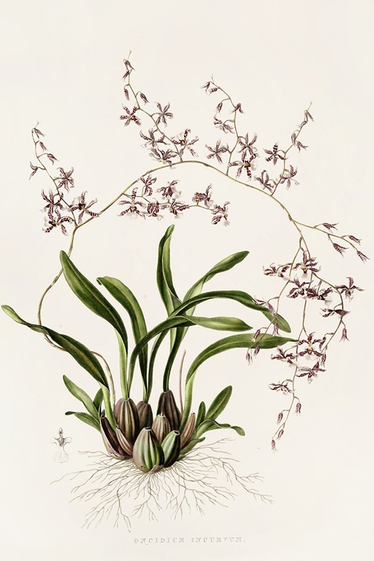 Oncidium Incurvum by James Bateman, 1837-1843 — digital art print download