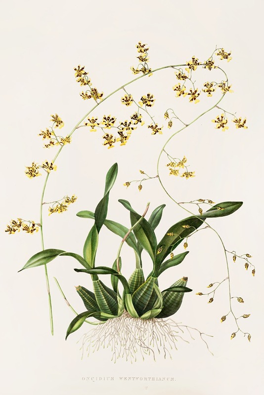 Oncidium Wentworthianum by James Bateman, 1837-1843 — digital art print download