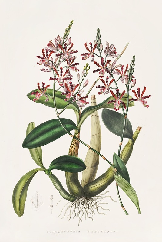 Shomburgkia Tibicinis by James Bateman, 1837-1843 — digital art print download
