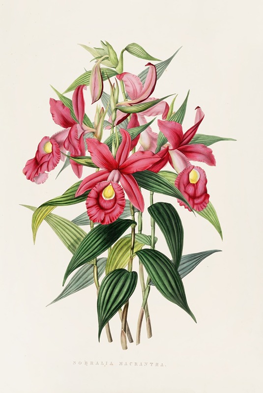 Sobralia Macrantha by James Bateman, 1837-1843 — digital art print download