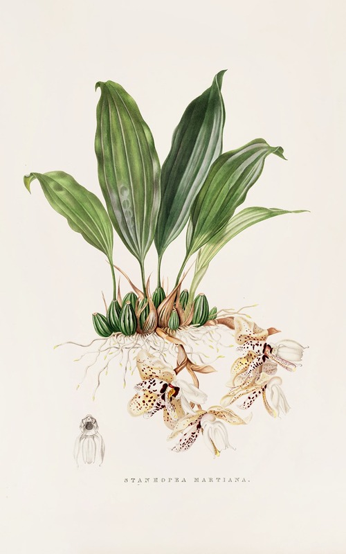Stanhopea Martiana by James Bateman, 1837-1843 — digital art print download
