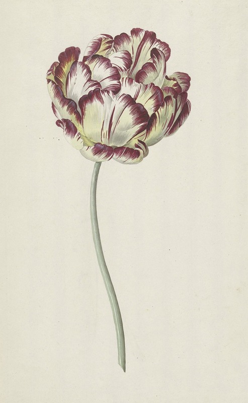 Tulp by Louis Moritz, 1783 — digital art print download