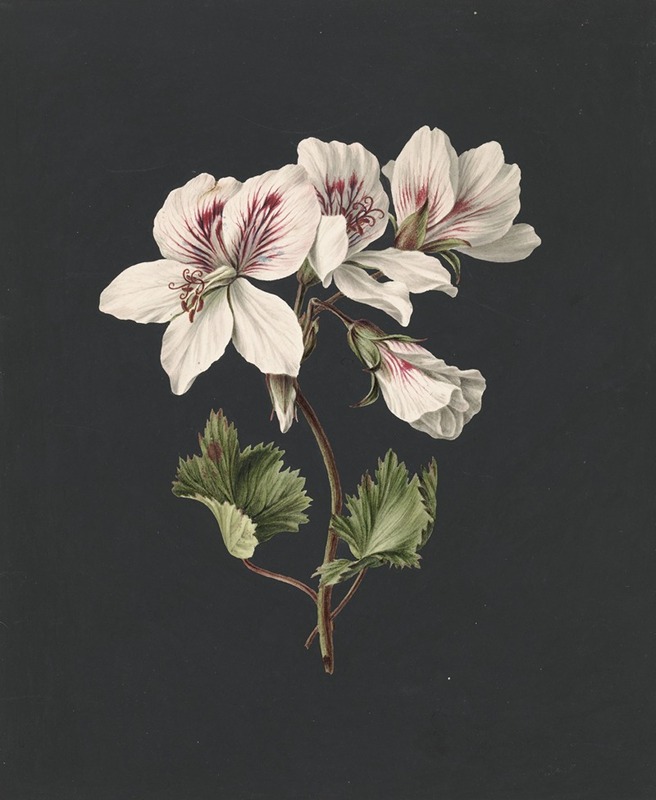 Pelargonium album bicolor by M. de Gijselaar, 1830 — digital art print download