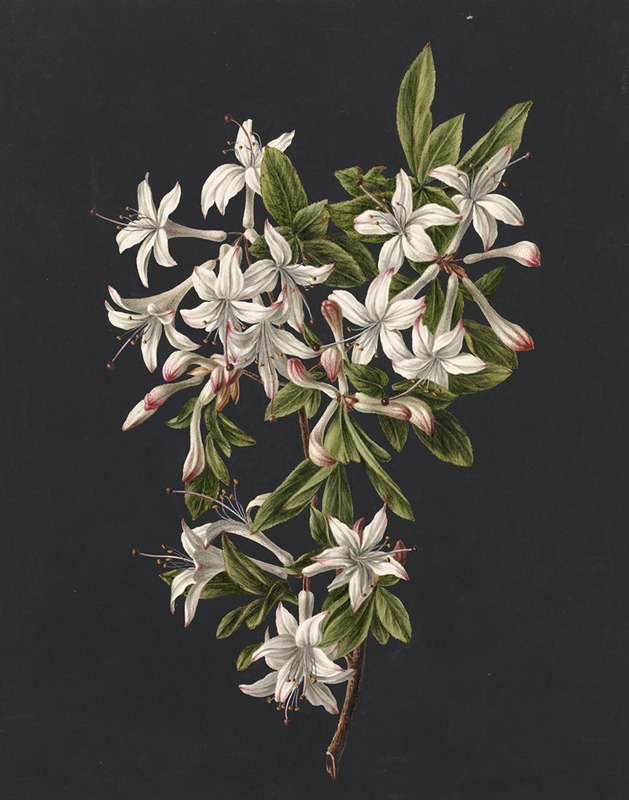 Tak van een bloeiende azalea — M. de Gijselaar