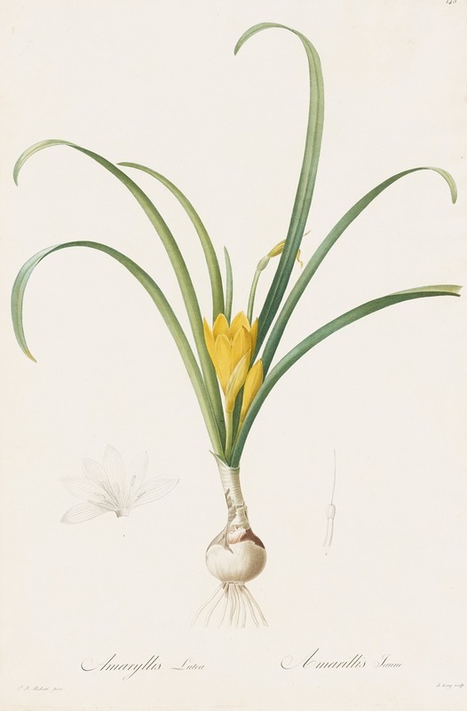 Amaryllis lutea by Pierre-Joseph Redouté, 1806 — digital art print download