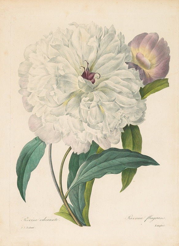 Paeonia flagrans (Peony) by Pierre-Joseph Redouté, 1827 — digital art print download