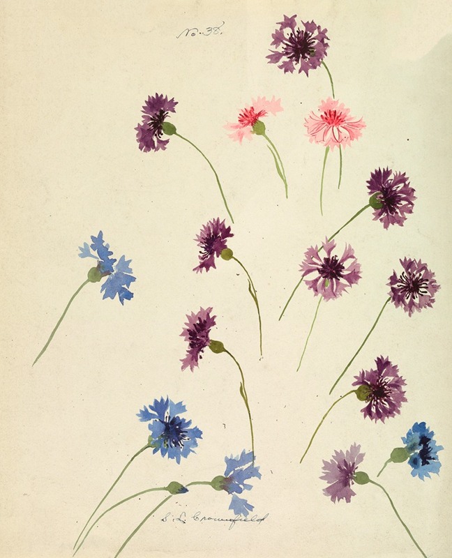 Cornflowers by Sophia Louise Crownfield — digital art print download