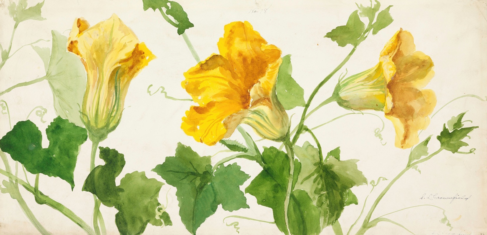 Squash or Pumpkin Plant by Sophia Louise Crownfield — digital art print download