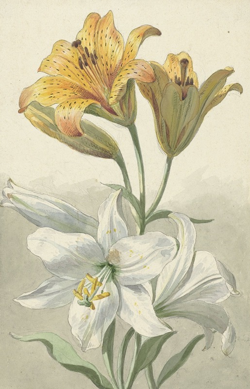 Yellow and White Lilies by Виллем ван Лин, 1780 — digital art print download