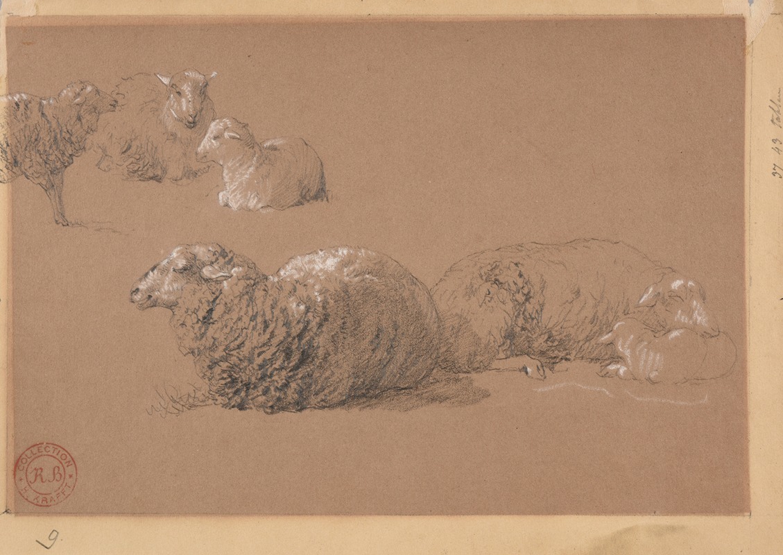 Études de moutons couchés by Жак-Раймон Брассас — digital art print download