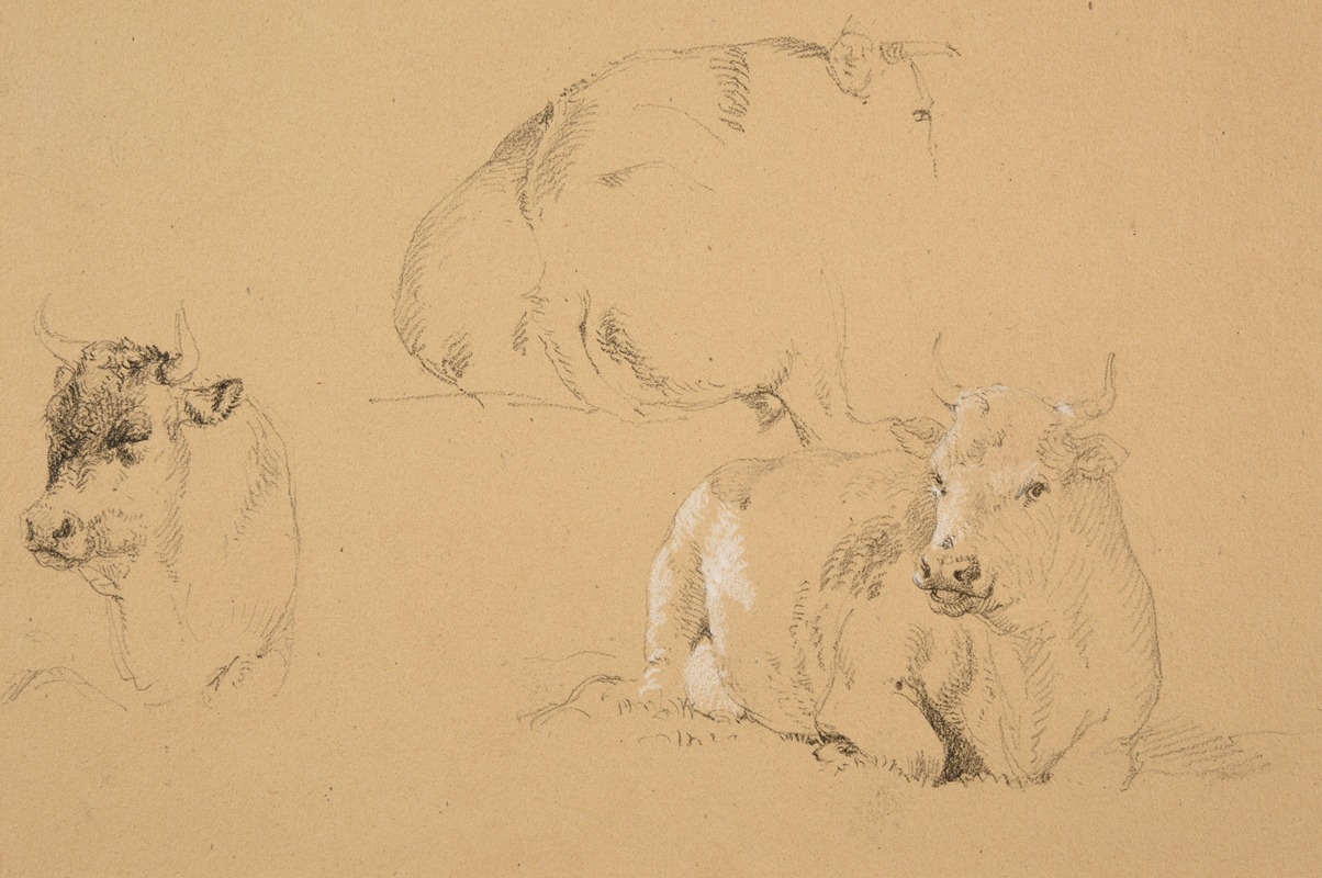 Études de vaches couchées by Жак-Раймон Брассас — digital art print download