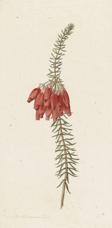 Bloemen (Erica Mammosa) — Hendrik Schwegman