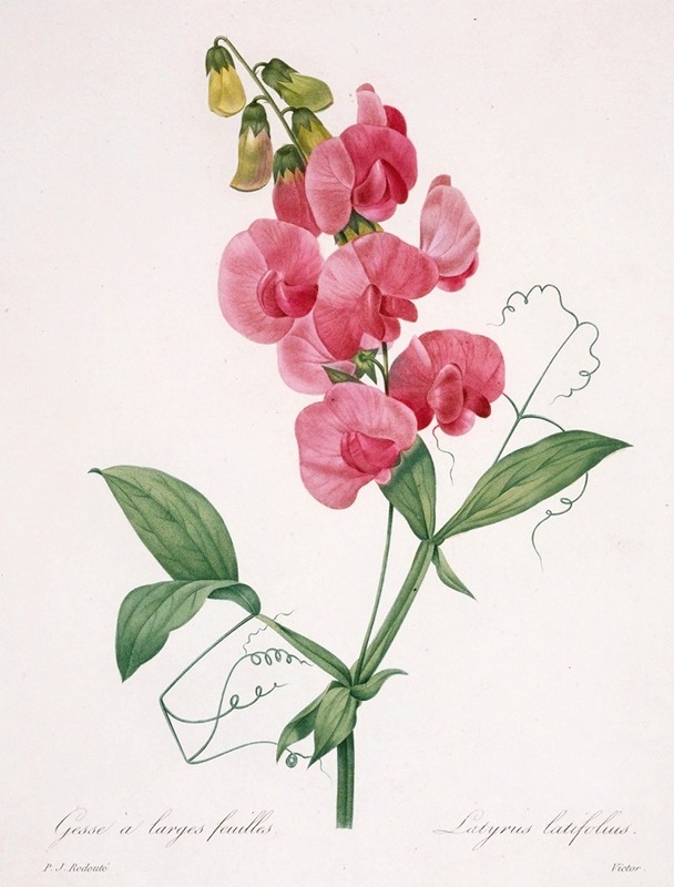 Lathyrus latifolius (Everlasting Pea) by Pierre-Joseph Redouté, 1827 — digital art print download