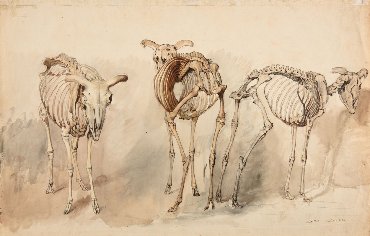 Trois études de squelettes de moutons — Jacques-Raymond Brascassat