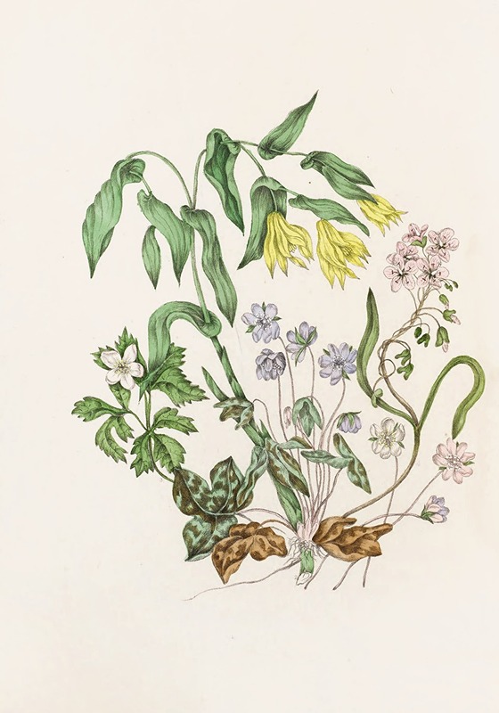 Sharp Lobed Hepàtica, Large Flowered Bellwort,Wood Anemon, Spring Beauty — Agnes Fitzgibbon