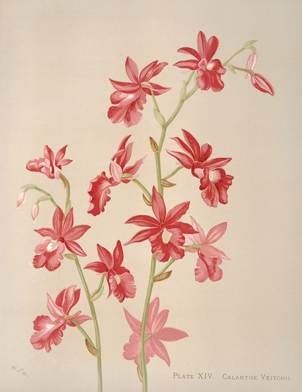 Calanthe Veitchii by Harriet Stewart Miner, 1885 — digital art print download