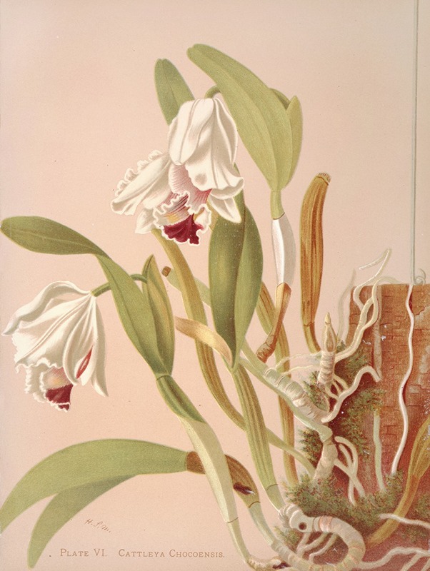 Cattleya Chocoensis by Harriet Stewart Miner, 1885 — digital art print download
