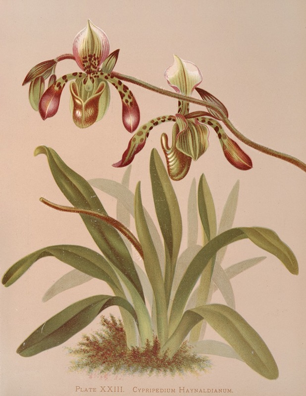 Cypripedium Haynaldianum — Harriet Stewart Miner